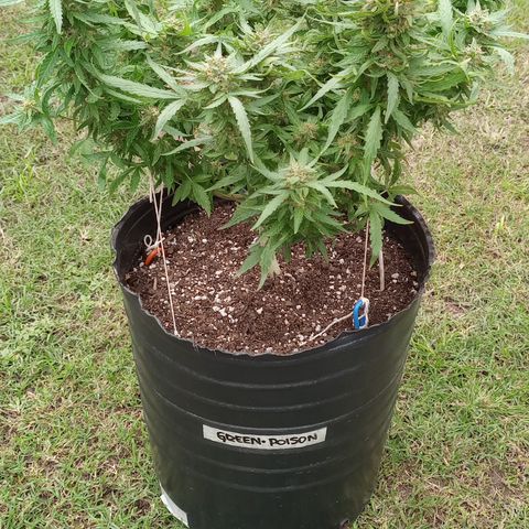 Poison Auto Lst growlog timeline photo