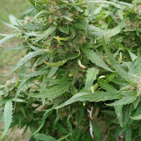 Poison Auto Lst growlog timeline photo