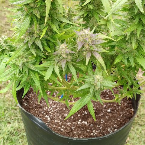 Royal Haze Auto growlog timeline photo