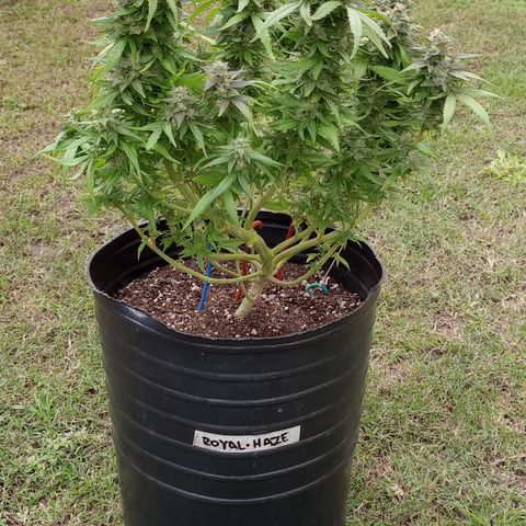 Royal Haze Auto growlog timeline photo