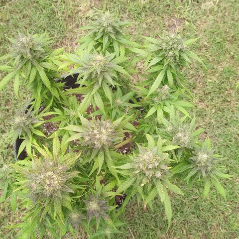 Royal Haze Auto growlog timeline photo