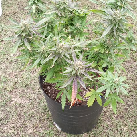 Poison Auto growlog timeline photo