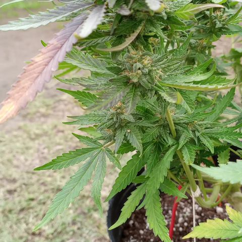 Poison Auto growlog timeline photo