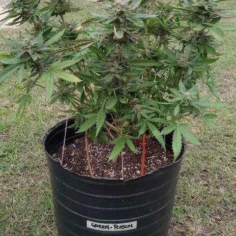 Poison Auto growlog timeline photo