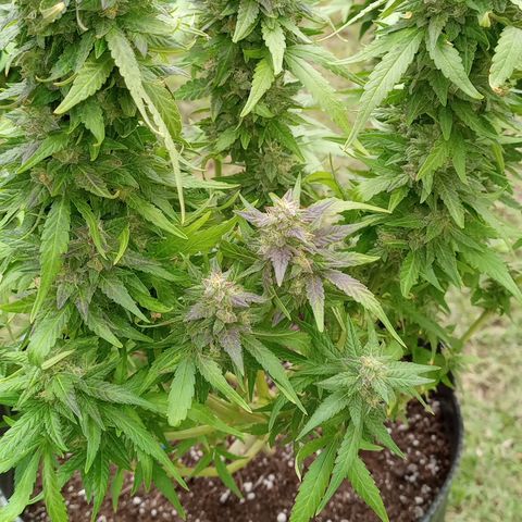 Royal Haze Auto growlog timeline photo