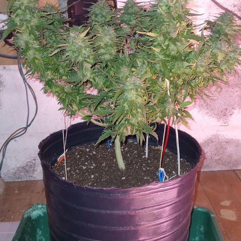 Poison Auto Lst growlog timeline photo