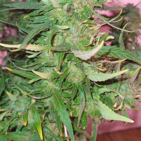 Poison Auto Lst growlog timeline photo