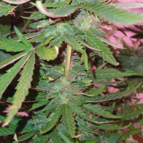 Poison Auto growlog timeline photo