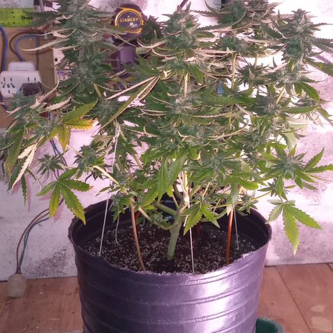 Poison Auto growlog timeline photo