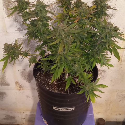 Poison Auto growlog timeline photo