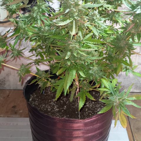 Poison Auto growlog timeline photo
