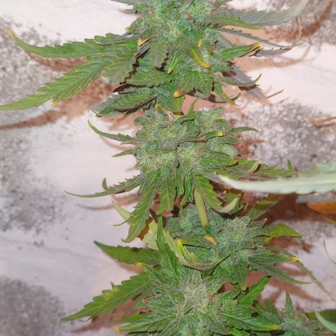 Poison Auto growlog timeline photo