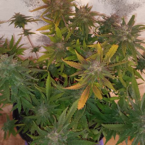 Poison Auto growlog timeline photo