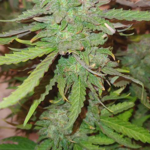 Poison Auto growlog timeline photo