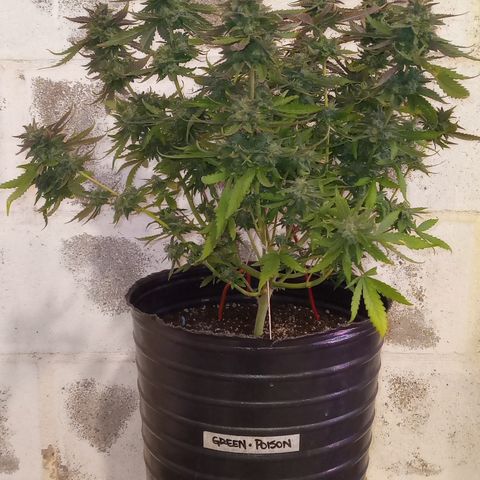 Poison Auto growlog timeline photo
