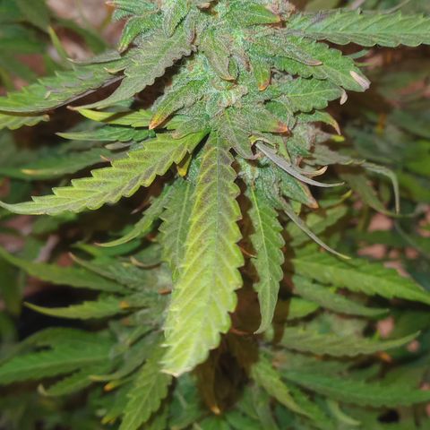 Poison Auto growlog timeline photo