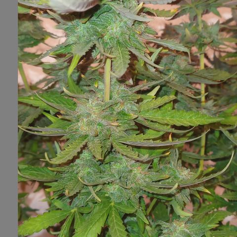 Poison Auto growlog timeline photo