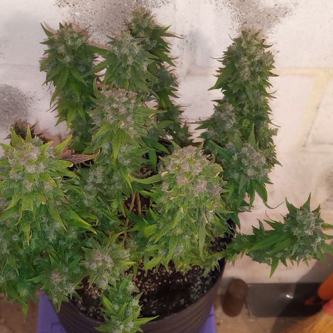 Royal Haze Auto growlog timeline photo