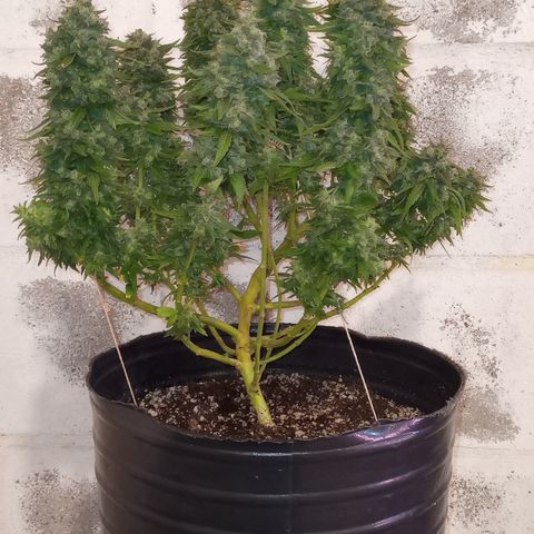 Royal Haze Auto growlog timeline photo