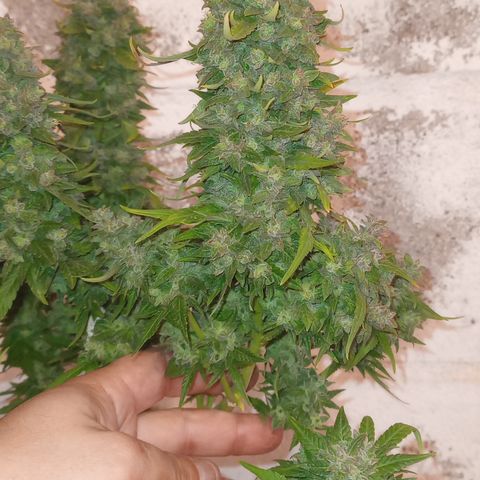 Royal Haze Auto growlog timeline photo