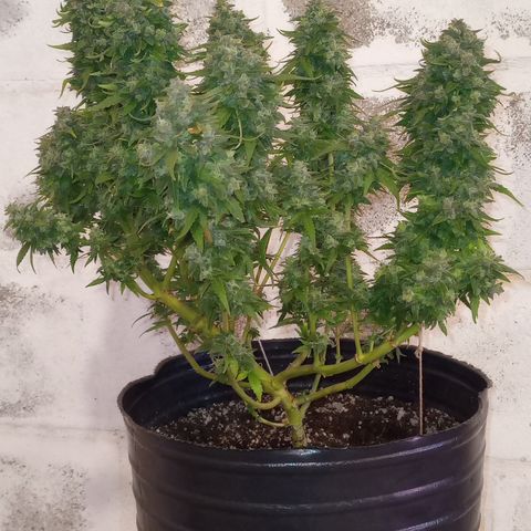 Royal Haze Auto growlog timeline photo