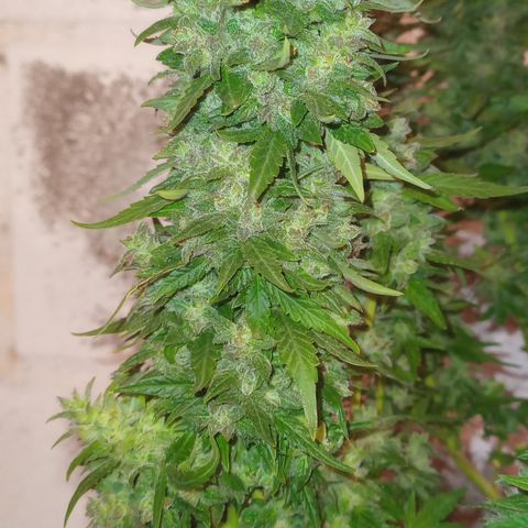Royal Haze Auto growlog timeline photo