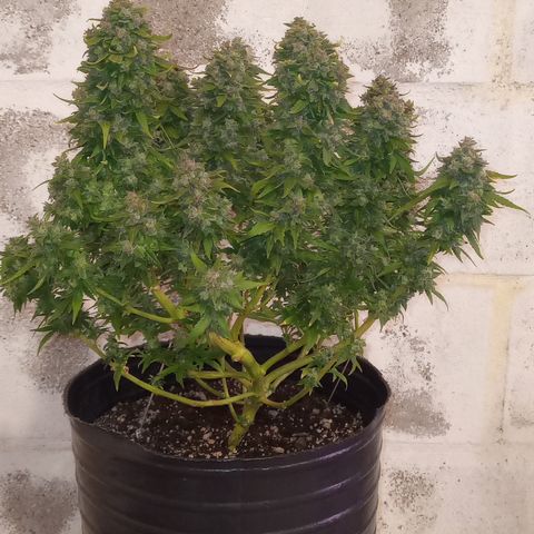 Royal Haze Auto growlog timeline photo