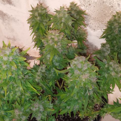Royal Haze Auto growlog timeline photo