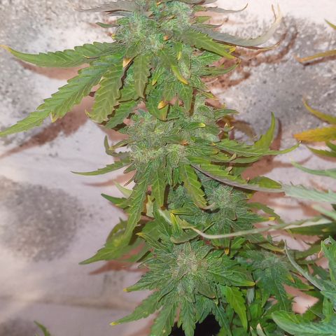 Poison Auto growlog timeline photo