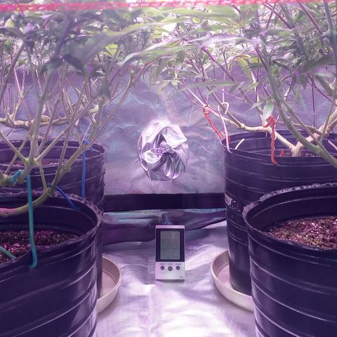 Peyote Hashimi  growlog timeline photo