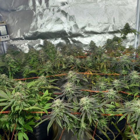Peyote Hashimi  growlog timeline photo