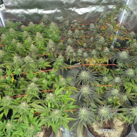 Peyote Hashimi  growlog timeline photo