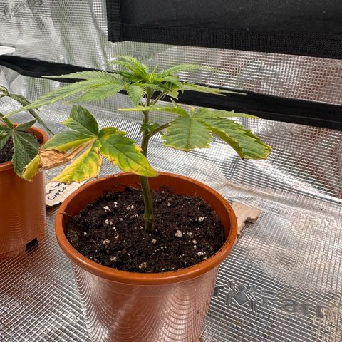 Broadway Runtz #2 growlog timeline photo