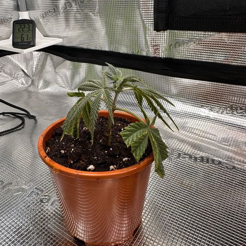 Blueberry Cupcake  growlog timeline photo