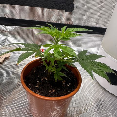 Jelly Donutz growlog timeline photo