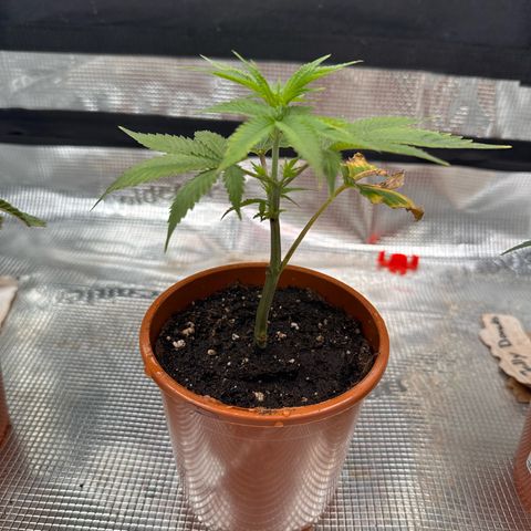 Broadway Runtz #2 growlog timeline photo