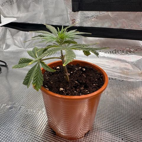 Blueberry Cupcake  growlog timeline photo