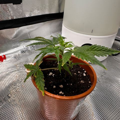 Jelly Donutz growlog timeline photo