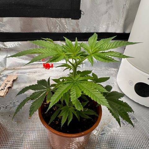 Jelly Donutz growlog timeline photo