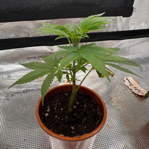 Broadway Runtz #2 growlog timeline photo