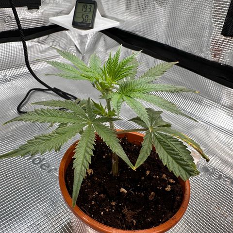 Blueberry Cupcake  growlog timeline photo