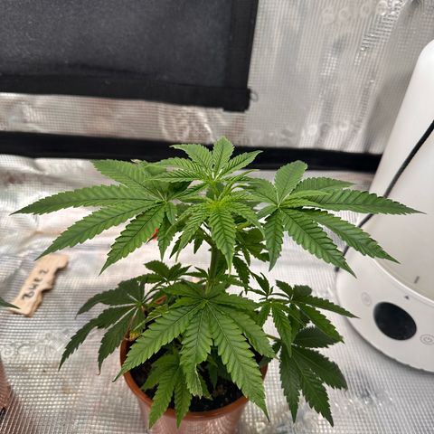 Jelly Donutz growlog timeline photo