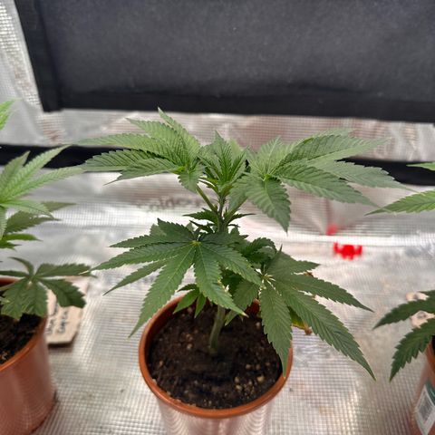 Broadway Runtz #2 growlog timeline photo