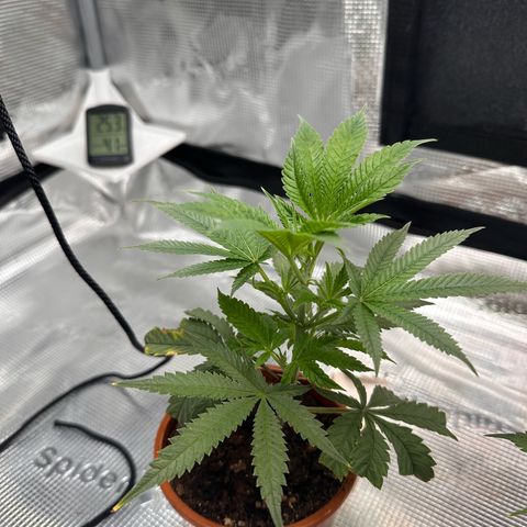 Blueberry Cupcake  growlog timeline photo