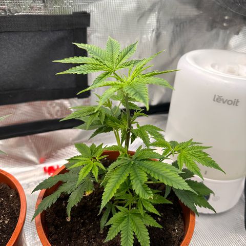 Jelly Donutz growlog timeline photo