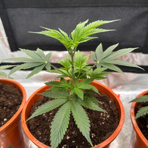 Broadway Runtz #2 growlog timeline photo