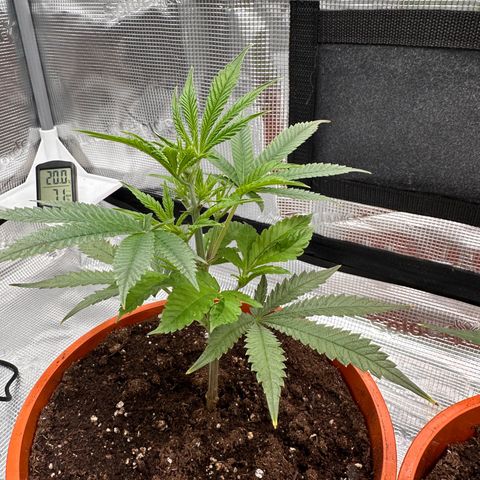 Blueberry Cupcake  growlog timeline photo