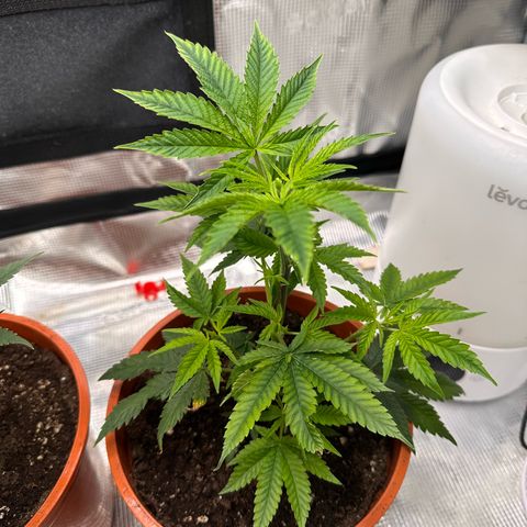 Jelly Donutz growlog timeline photo