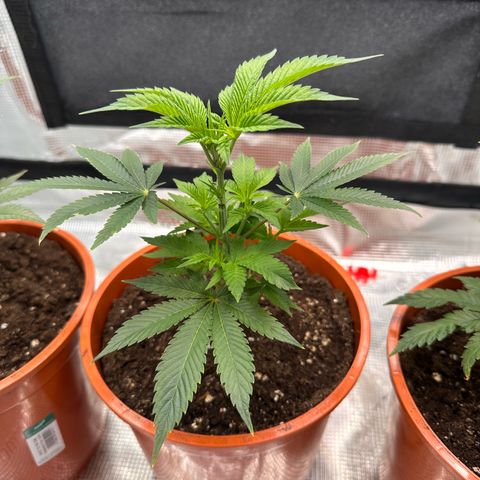 Broadway Runtz #2 growlog timeline photo