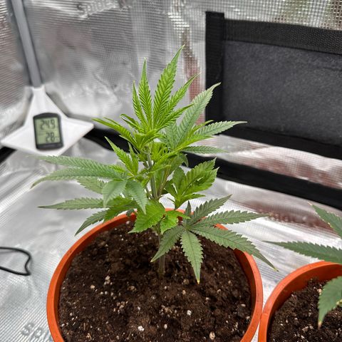 Blueberry Cupcake  growlog timeline photo